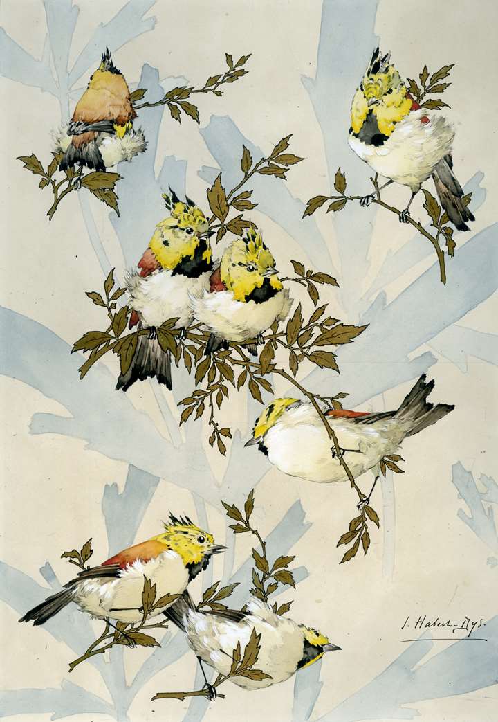 Illustration for Caprices Décoratifs: Oiseaux d’Asie (Mésanges) [Birds of Asia: Tits]